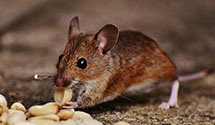 24 Hour & Emergency Exterminators in Cragford, AL